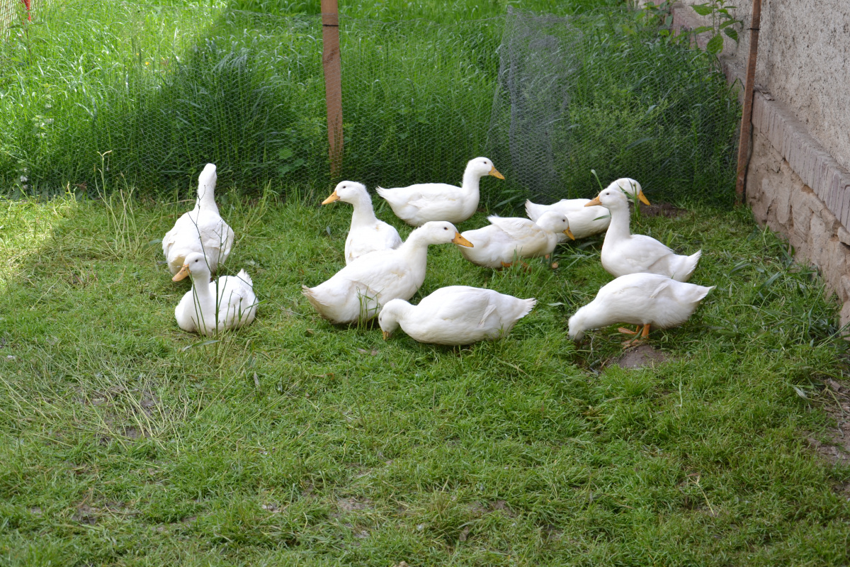 Z naší farmy